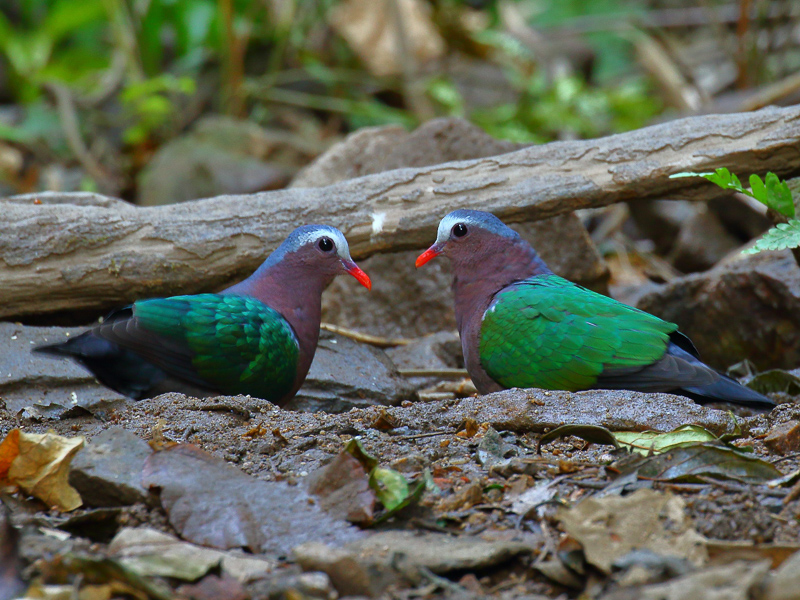 Common Emerald Dove 綠翅金鳩