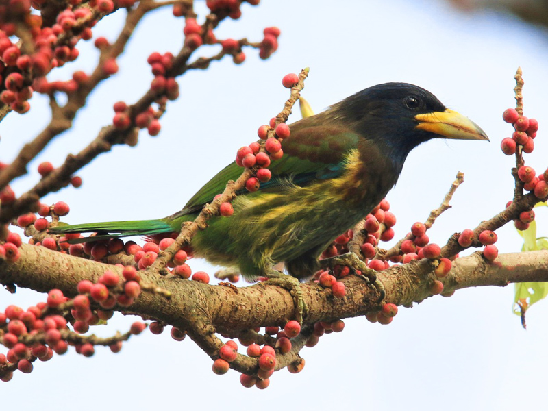 Great Barbet 大擬啄木鳥