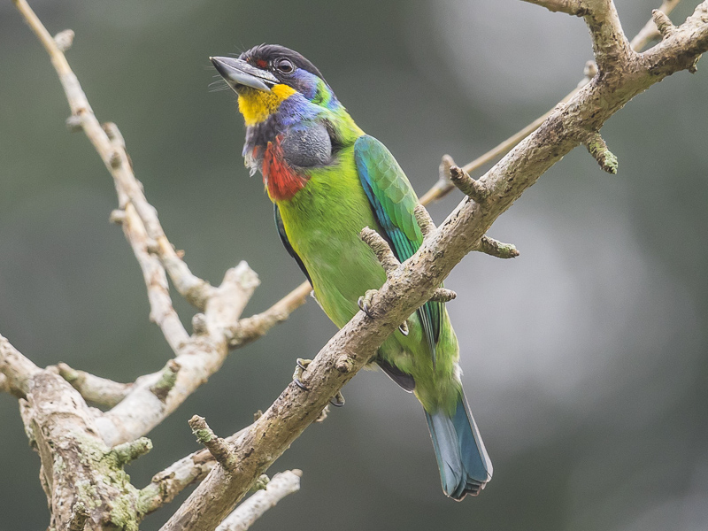 Chinese Barbet 黑眉擬啄木鳥