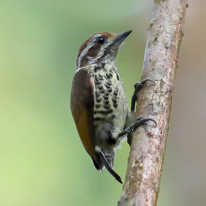 Speckled Piculet 斑姬啄木鳥