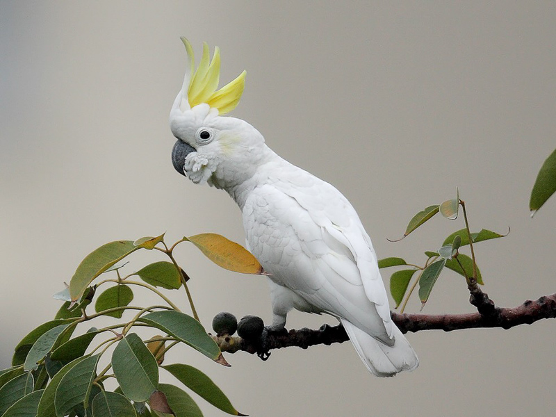 Yellow-crested Cockatoo 小葵花鳳頭鸚鵡