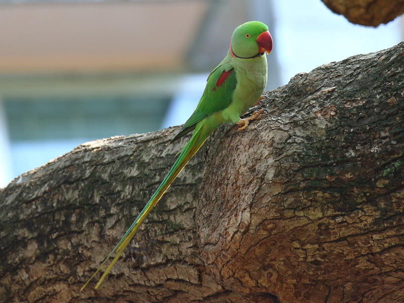 Alexandrine Parakeet 亞歷山大鸚鵡