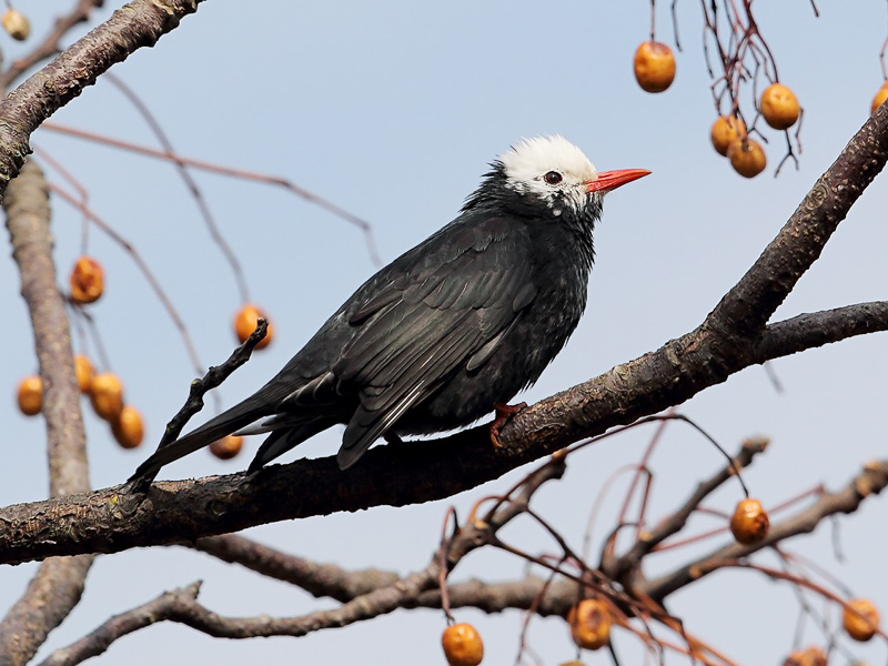 Black Bulbul 黑短腳鵯