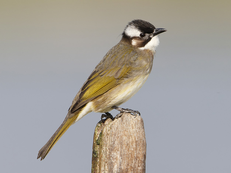 Chinese Bulbul 白頭鵯