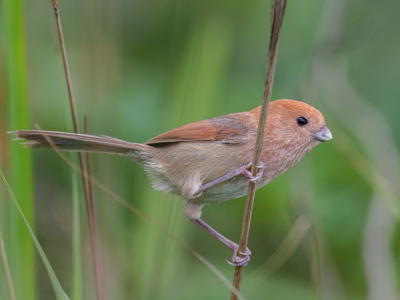 Vinous-throated Parrotbill 棕頭鴉雀