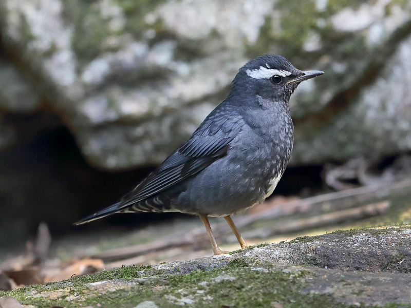 Siberian Thrush 白眉地鶇