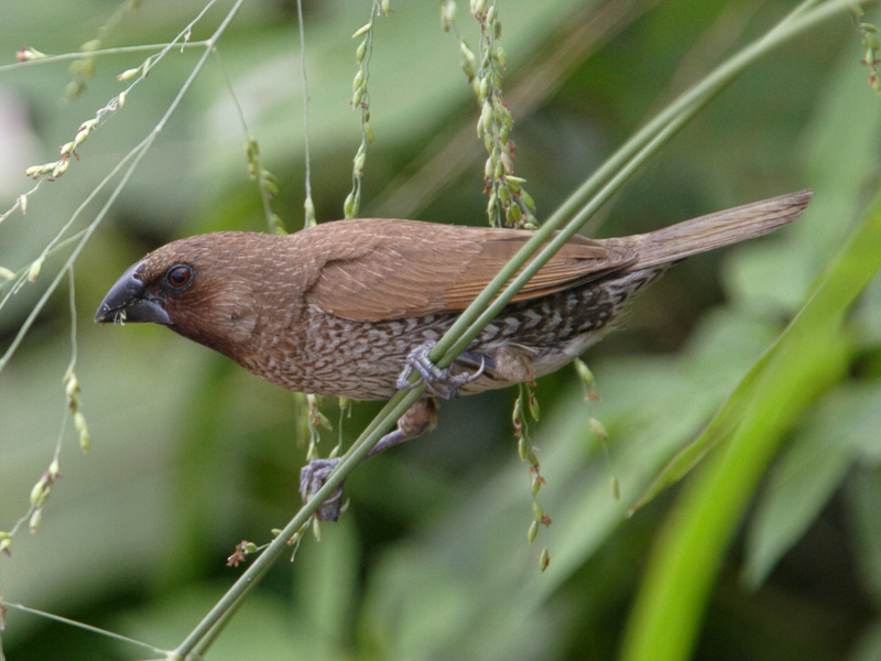 Scaly-breasted Munia 斑文鳥