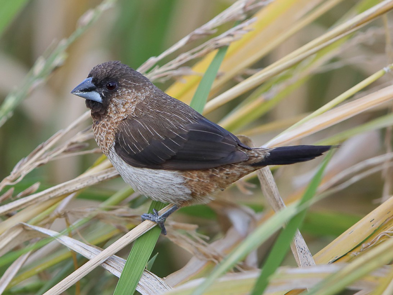 White-rumped Munia 白腰文鳥